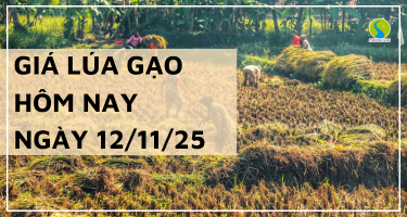 Giá Lúa Gạo Hôm Nay Ngày 12/11/2025: Thị Trường Trầm Lắng