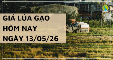 Giá Lúa Gạo Hôm Nay Ngày 13/05/2026: Nguồn Cung Thu Hẹp