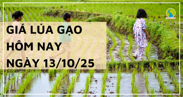 Giá Lúa Gạo Hôm Nay Ngày 13/10/2025: Giao Dịch Trầm Lắng