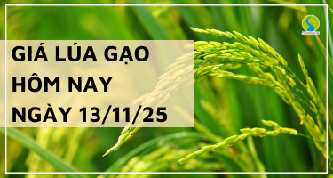 Giá Lúa Gạo Hôm Nay Ngày 13/11/2025: Lúa Giữ Giá Ổn Định