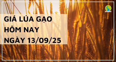 Giá Lúa Gạo Hôm Nay Ngày 13/9/2025: Giá Lúa Gạo Giảm