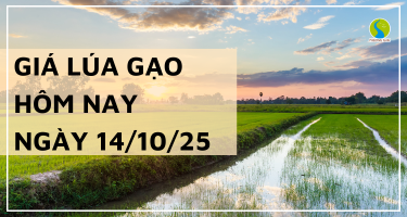 Giá Lúa Gạo Hôm Nay Ngày 14/10/2025: Giao Dịch Lúa Mới Lai Rai
