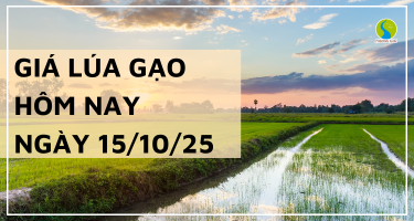 Giá Lúa Gạo Hôm Nay Ngày 15/10/2025: Giao Dịch Mua Bán Chậm