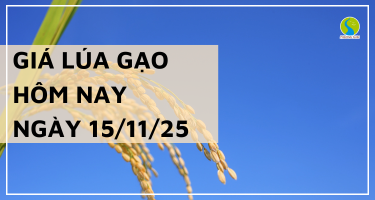 Giá Lúa Gạo Hôm Nay Ngày 15/11/2025: Giao Dịch Chậm