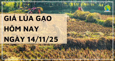 Giá Lúa Gạo Hôm Nay Ngày 14/11/2025: Giao Dịch Trầm Lắng