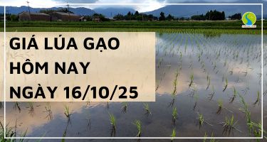 Giá Lúa Gạo Hôm Nay Ngày 16/10/2025: Giá Gạo Giảm Nhẹ