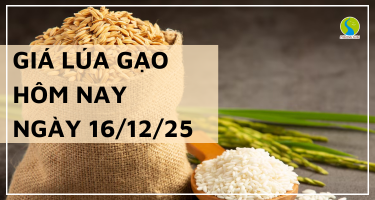 Giá Lúa Gạo Hôm Nay Ngày 16/12/2025: Lúa Tươi Chững Lại