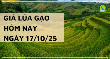 Giá Lúa Gạo Hôm Nay Ngày 17/10/2025: Giao Dịch Trầm Lắng