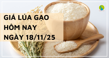 Giá Lúa Gạo Hôm Nay Ngày 18/11/2025: Thi Trường Giữ Đà Ổn Định