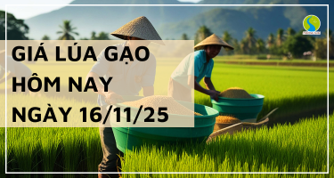 Giá Lúa Gạo Hôm Nay Ngày 17/11/2025: Giá Đi Ngang