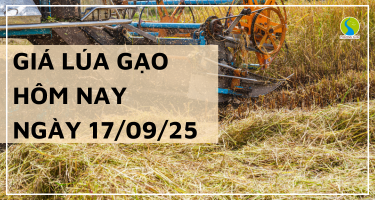 Giá Lúa Gạo Hôm Nay Ngày 17/9/2025: Giá Gạo Xuất Khẩu Nhích Tăng