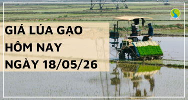 Giá Lúa Gạo Hôm Nay Ngày 18/5/2026: Thị Trường Chững Giá