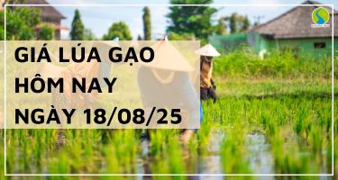 Giá Lúa Gạo Hôm Nay Ngày 18/8/2025: Thị Trường Trầm Lắng
