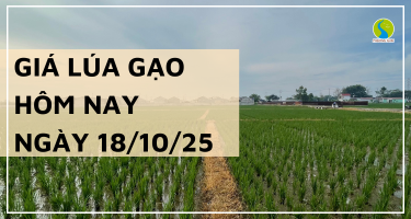 Giá Lúa Gạo Hôm Nay Ngày 18/10/2025: Giao Dịch Mua Bán Ngưng Trễ
