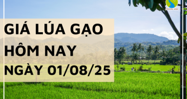 Giá Lúa Gạo Hôm Nay Ngày 1/8/2025: Giao Dịch Thị Trường Yếu