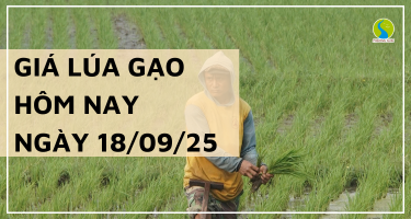 Giá Lúa Gạo Hôm Nay Ngày 18/9/2025: Giá Gạo Tăng Tốc