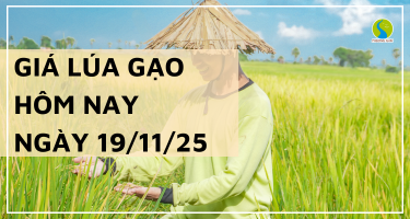 Giá Lúa Gạo Hôm Nay Ngày 19/11/2025: Giao Dịch Chậm