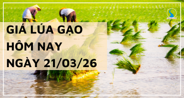 Giá Lúa Gạo Hôm Nay Ngày 21/3/2026: Thị Trường Trầm Lắng
