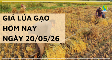 Giá Lúa Gạo Hôm Nay Ngày 20/5/2026: Lúa Tươi Đồng Loạt Bật Tăng Mạnh
