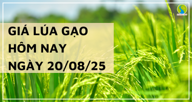 Giá Lúa Gạo Hôm Nay Ngày 20/8/2025: Gạo Nguyên Liệu Tiếp Tục Nhích Giá