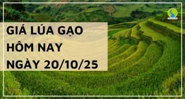 Giá Lúa Gạo Hôm Nay Ngày 20/10/2025: Giá Gạo Giảm Nhẹ
