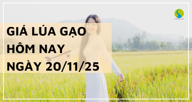 Giá Lúa Gạo Hôm Nay Ngày 20/11/2025: Thị Trường Đi Ngang