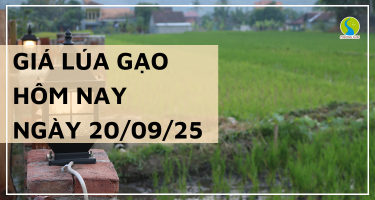 Giá Lúa Gạo Hôm Nay Ngày 20/9/2025: Giá Lúa Có Xu Hướng Tăng