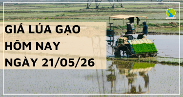 Giá Lúa Gạo Hôm Nay Ngày 21-05-2026: Thị Trường Khởi Sắc
