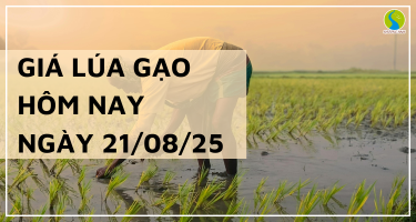 Giá Lúa Gạo Hôm Nay Ngày 21/8/2025: Xuất Khẩu Hạ Nhiệt