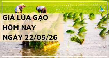 Giá Lúa Gạo Hôm Nay Ngày 22/5/2026: Thị Trường Đi Ngang