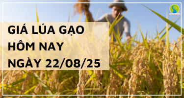 Giá Lúa Gạo Hôm Nay Ngày 22/8/2025: Thị Trường Đi Ngang