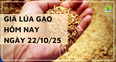 Giá Lúa Gạo Hôm Nay Ngày 22/10/2025: Giá Lúa Gạo Đi Ngang