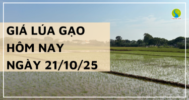 Giá Lúa Gạo Hôm Nay Ngày 21/10/2025: Giá Gạo Tiếp Tục Nhích Nhẹ