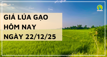 Giá Lúa Gạo Hôm Nay Ngày 22/12/2025: Gạo Nàng Nhen Giữ Đỉnh Giá