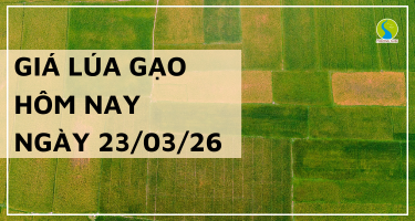 Giá Lúa Gạo Hôm Nay Ngày 23/3/2026: Thị Trường Đi Ngang