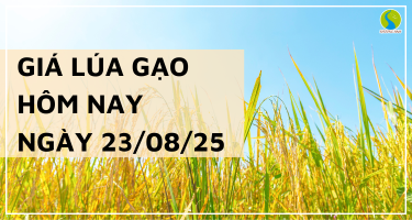 Giá Lúa Gạo Hôm Nay Ngày 23/8/2025: Thị Trường Đi Ngang