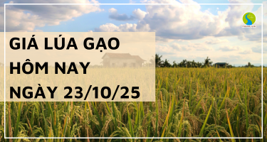 Giá Lúa Gạo Hôm Nay Ngày 23/10/2025: Giá Gạo Trong Nước Và Giảm Nhẹ