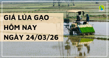 Giá Lúa Gạo Hôm Nay Ngày 24/3/2026: Thị Trường Trầm Lắng