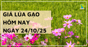 Giá Lúa Gạo Hôm Nay Ngày 24/10/2025: Giá Lúa Giảm Mạnh