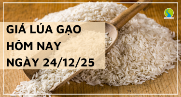 Giá Lúa Gạo Hôm Nay Ngày 24/12/2025: Thị Trường Chững Lại
