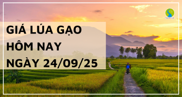 Giá Lúa Gạo Hôm Nay Ngày 24/9/2025: Xuất Khẩu Hạ Nhiệt