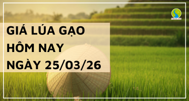Giá Lúa Gạo Hôm Nay Ngày 25/3/2026: Giao Dịch Chậm