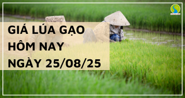 Giá Lúa Gạo Hôm Nay Ngày 25/8/2025: Lúa Thơm Giảm Nhẹ