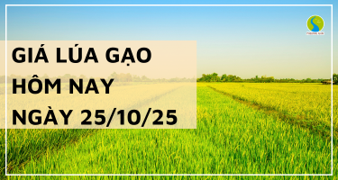 Giá Lúa Gạo Hôm Nay Ngày 25/10/2025: Lúa Gạo Giữ Giá