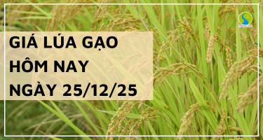 Giá Lúa Gạo Hôm Nay Ngày 25/12/2025: Gạo Nhích Nhẹ Cuối Vụ