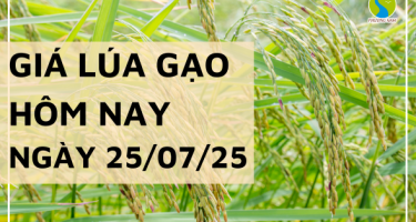 Giá Lúa Gạo Hôm Nay Ngày 25/7/2025: Giá Gạo Tiếp Đà Tăng