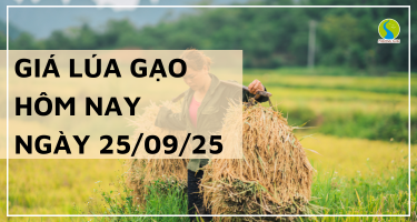 Giá Lúa Gạo Hôm Nay Ngày 25/9/2025: Giá Duy Trì Ổn Định