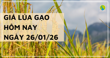 Giá Lúa Gạo Hôm Nay Ngày 26/1/2026: Thị Trường Đi Ngang