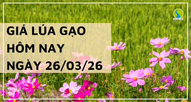 Giá Lúa Gạo Hôm Nay Ngày 26/3/2026: Thị Trường Chững Lại