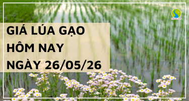 Giá Lúa Gạo Hôm Nay Ngày 26/5/2026: Gạo nguyên liệu giảm nhẹ